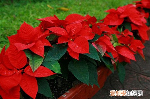 一品红老是掉叶子怎么办 一品红掉叶子是什么原因？怎么解决？