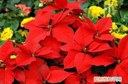 一品红老是掉叶子怎么办 一品红掉叶子是什么原因？怎么解决？