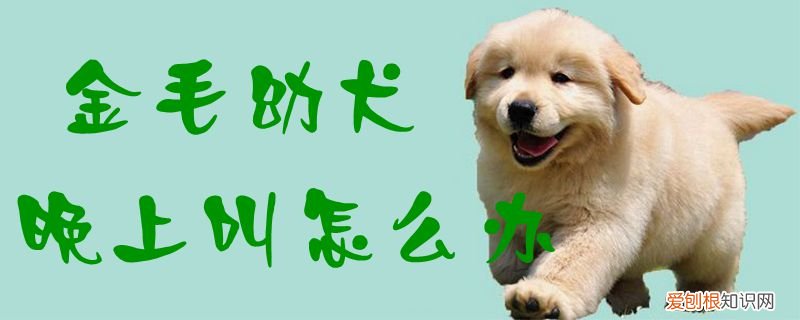 金毛幼犬晚上叫怎么办，金毛狗半夜老叫怎么办