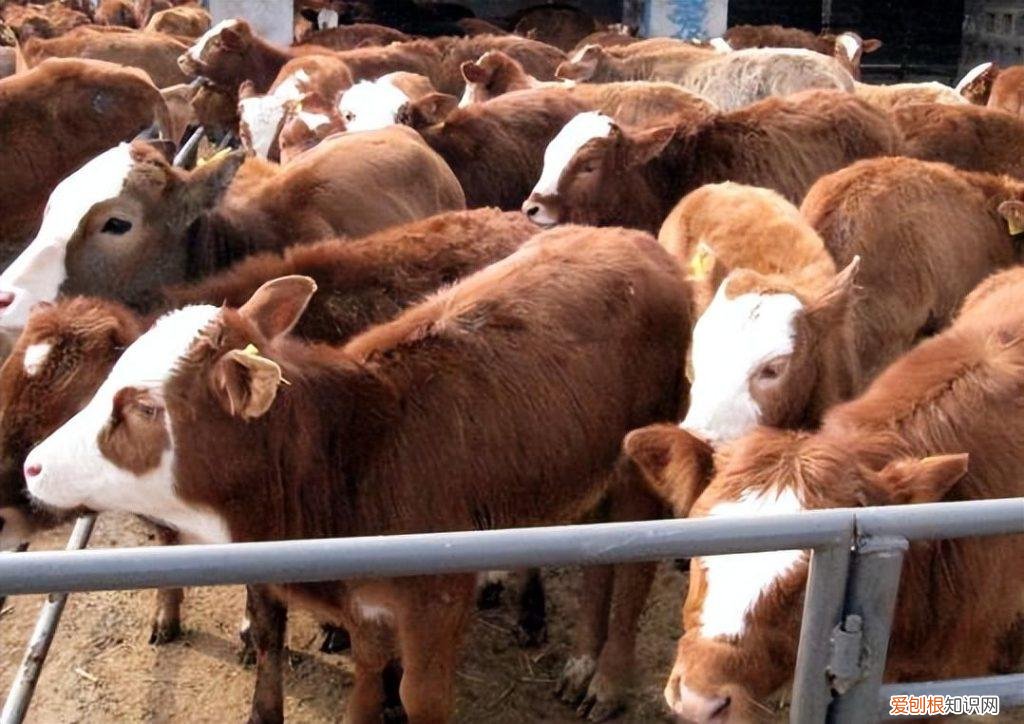 治疗牛缺钙的症状有哪些 牛补钙用什么最好百度百科