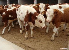 治疗牛缺钙的症状有哪些 牛补钙用什么最好百度百科