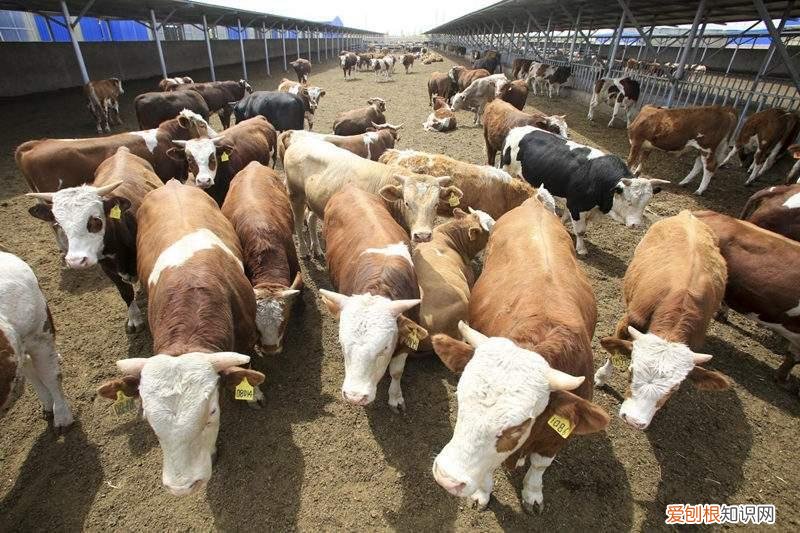 治疗牛缺钙的症状有哪些 牛补钙用什么最好百度百科