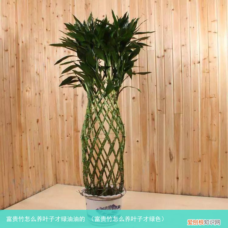 富贵竹怎么养叶子才绿色 富贵竹怎么养叶子才绿油油的