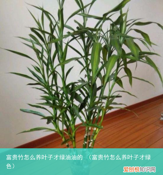 富贵竹怎么养叶子才绿色 富贵竹怎么养叶子才绿油油的
