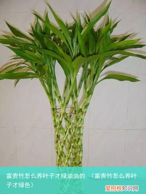 富贵竹怎么养叶子才绿色 富贵竹怎么养叶子才绿油油的