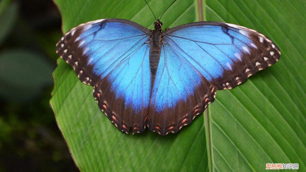 蝴蝶是草食动物还是肉食动物 蝴蝶是素食还是肉食