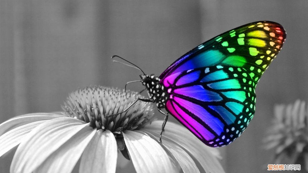 蝴蝶是草食动物还是肉食动物 蝴蝶是素食还是肉食