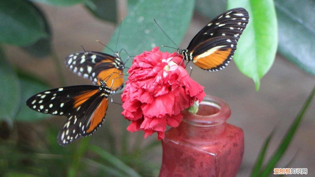 蝴蝶是草食动物还是肉食动物 蝴蝶是素食还是肉食