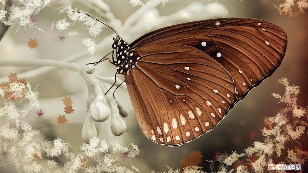 蝴蝶是草食动物还是肉食动物 蝴蝶是素食还是肉食