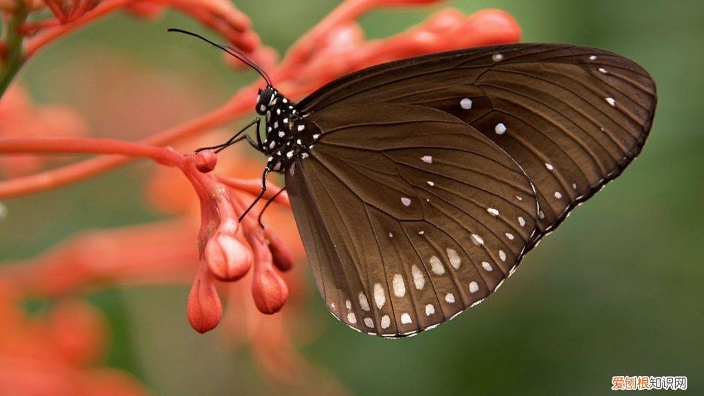 蝴蝶是草食动物还是肉食动物 蝴蝶是素食还是肉食