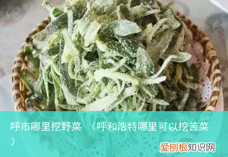 呼和浩特哪里可以挖苦菜 呼市哪里挖野菜
