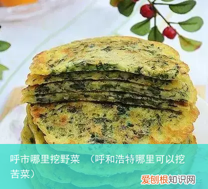 呼和浩特哪里可以挖苦菜 呼市哪里挖野菜