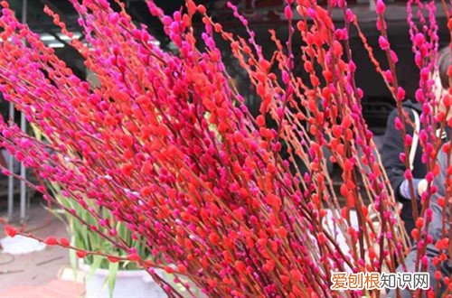 水养银柳怎样容易开花 水培的银柳枝条春节一定要养一盆，喜庆又好看！