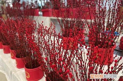 水养银柳怎样容易开花 水培的银柳枝条春节一定要养一盆，喜庆又好看！
