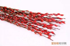 水养银柳怎样容易开花 水培的银柳枝条春节一定要养一盆，喜庆又好看！