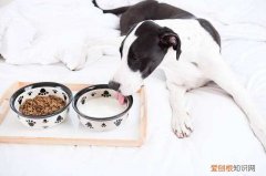 狗狗不喝羊奶粉是什么原因引起的 狗狗不喝羊奶粉是什么原因