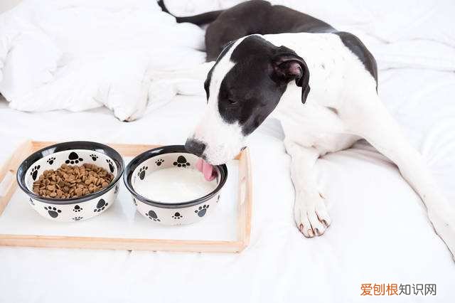 狗狗不喝羊奶粉是什么原因引起的 狗狗不喝羊奶粉是什么原因