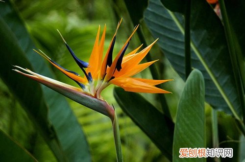 天堂鸟冬天怎么养护,注意这几个养护细节是什么 天堂鸟冬天怎么养护，注意这几个养护细节！