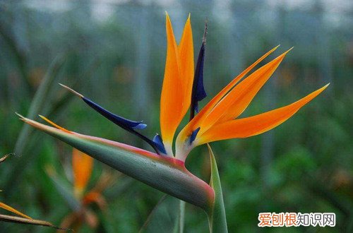 天堂鸟冬天怎么养护,注意这几个养护细节是什么 天堂鸟冬天怎么养护，注意这几个养护细节！