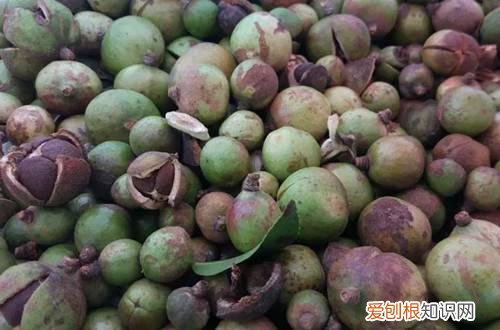 油茶籽榨油要去壳吗 茶仔榨油后碎壳可以种花吗？有哪些妙用！