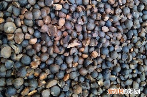 油茶籽榨油要去壳吗 茶仔榨油后碎壳可以种花吗？有哪些妙用！