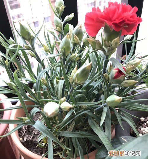 康乃馨叶子有点发黄是什么原因,是不是缺水了呀 康乃馨叶子有点发黄是什么原因，是不是缺水了？