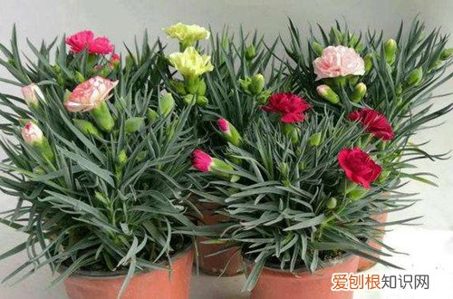 康乃馨叶子有点发黄是什么原因,是不是缺水了呀 康乃馨叶子有点发黄是什么原因，是不是缺水了？