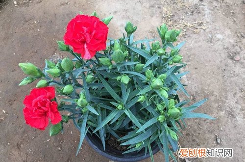 康乃馨叶子有点发黄是什么原因,是不是缺水了呀 康乃馨叶子有点发黄是什么原因，是不是缺水了？