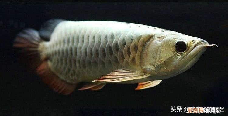 如何让金龙鱼增色快一点 如何让金龙鱼增色快