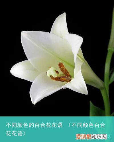 不同颜色百合花花语 不同颜色的百合花花语
