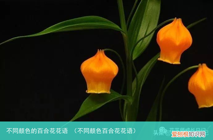 不同颜色百合花花语 不同颜色的百合花花语