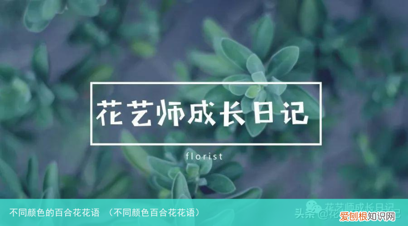 不同颜色百合花花语 不同颜色的百合花花语