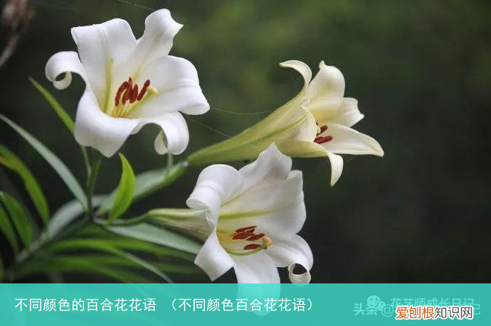 不同颜色百合花花语 不同颜色的百合花花语