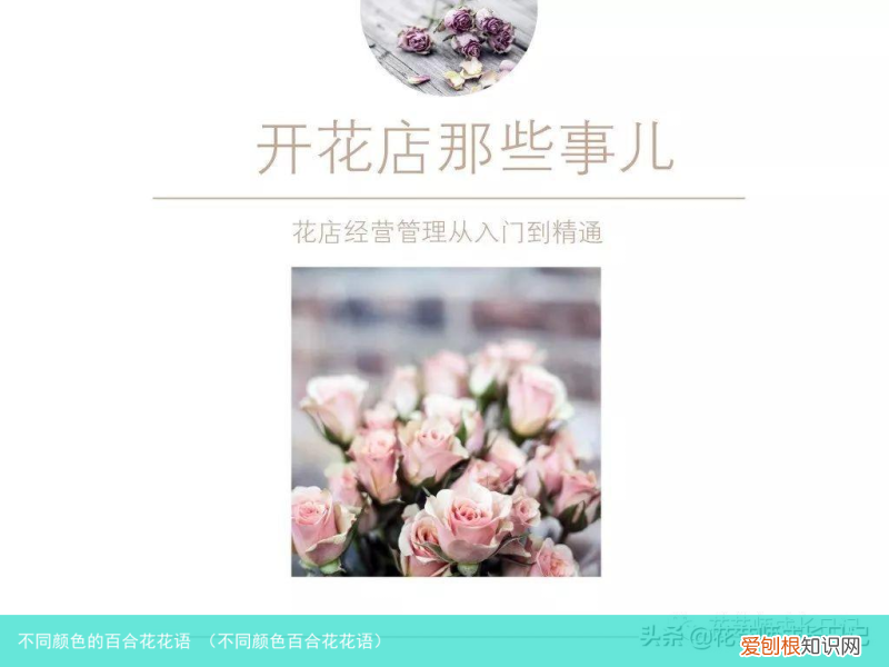 不同颜色百合花花语 不同颜色的百合花花语