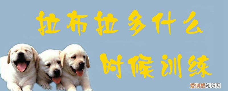 拉布拉多什么时候训练，拉布拉多多久训练