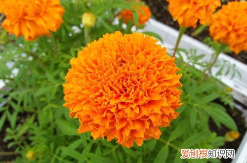 万寿菊的种植方法和开花时间 万寿菊冬天怎么养护？养好了在冬天也能开花！