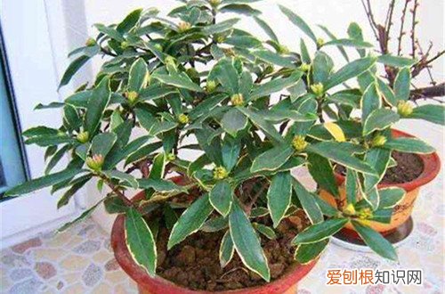 金边瑞香为啥黄叶 金边瑞香黄叶是什么原因？要怎么救？