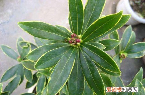 金边瑞香为啥黄叶 金边瑞香黄叶是什么原因？要怎么救？