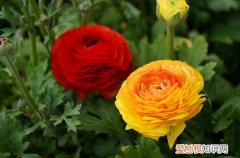 花毛茛花越开越小 花毛茛为什么不开花？是什么原因？