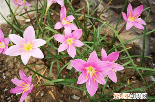 韭兰冬天的养殖方法 韭兰如何安全过冬，注意这几点冬天养护方法！