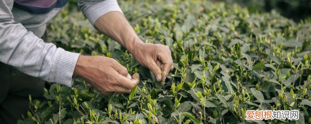 采的茶叶可以直接泡吗 刚采的茶叶能不能直接泡茶喝
