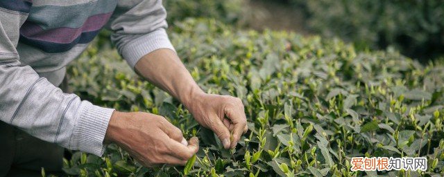 茶叶储存方法茶叶放冷藏还是冷冻 新鲜茶叶如何冷藏