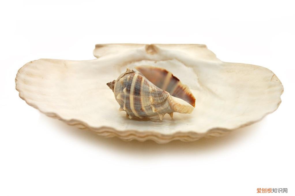 怎样给鹦鹉补钙最快 怎样给鹦鹉补钙最好