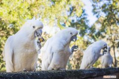 怎样给鹦鹉补钙最快 怎样给鹦鹉补钙最好