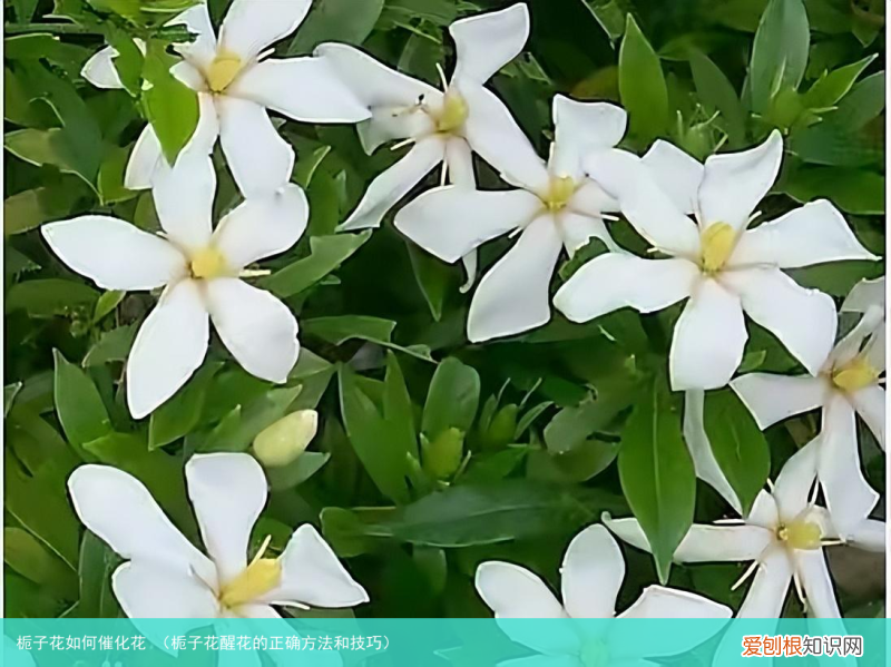 栀子花醒花的正确方法和技巧 栀子花如何催化花