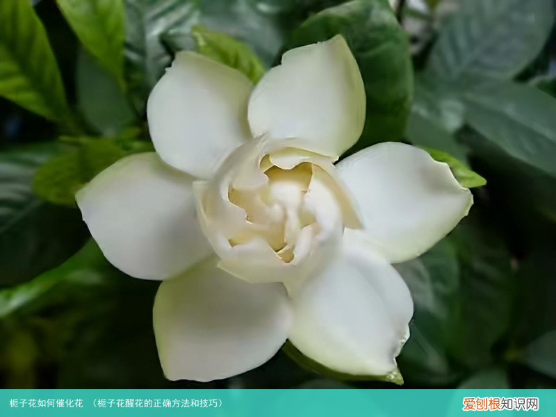 栀子花醒花的正确方法和技巧 栀子花如何催化花