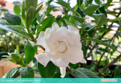 栀子花醒花的正确方法和技巧 栀子花如何催化花