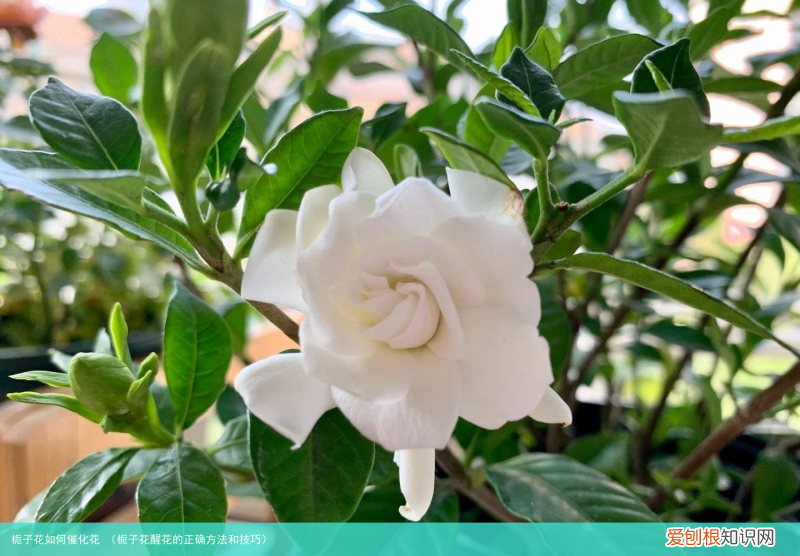 栀子花醒花的正确方法和技巧 栀子花如何催化花