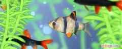 虎皮鱼能和什么鱼养在一起养 虎皮鱼能和什么鱼养在一起好