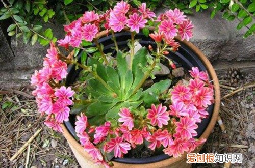 露薇花花苞变软 露薇花叶子发软怎么办？还能救吗？